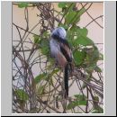 Aegithalos caudatus - Schwanzmeise 04.jpg